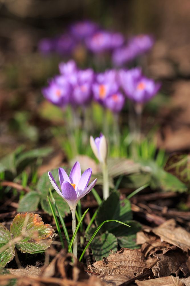 Krokusse im Garten