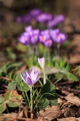 Krokusse im Garten