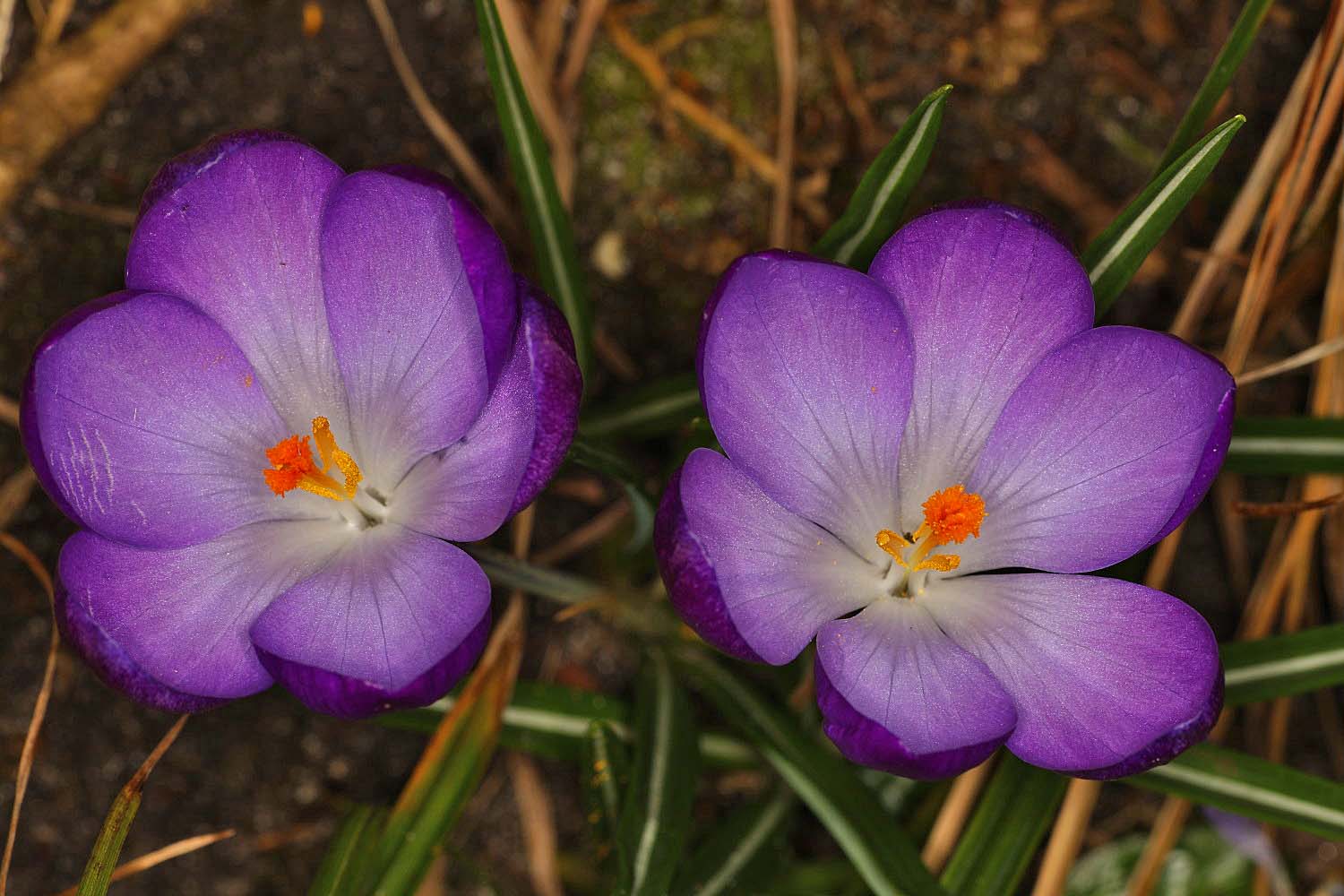 Krokusse im Garten