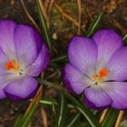 Krokusse im Garten