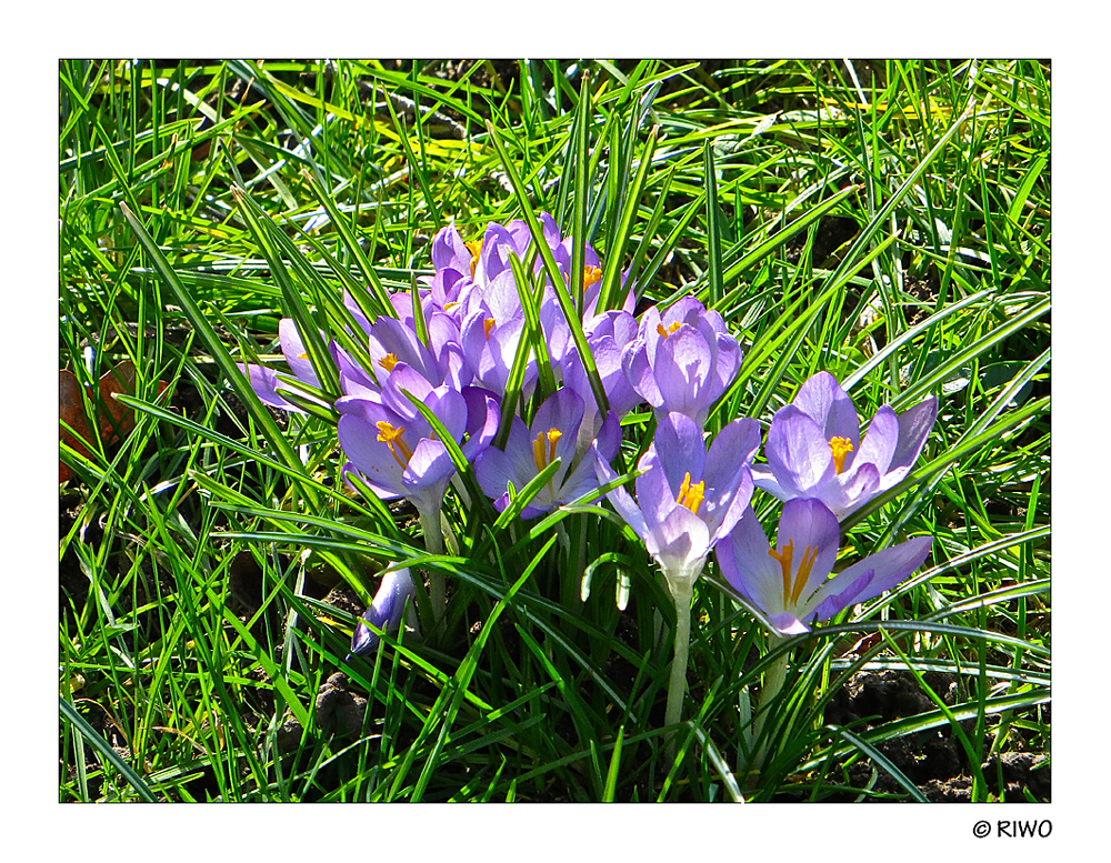 Krokusse im Garten............