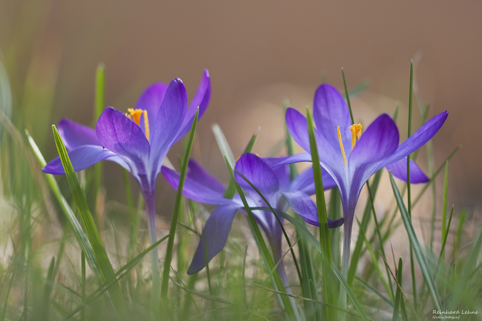 Krokusse im Garten