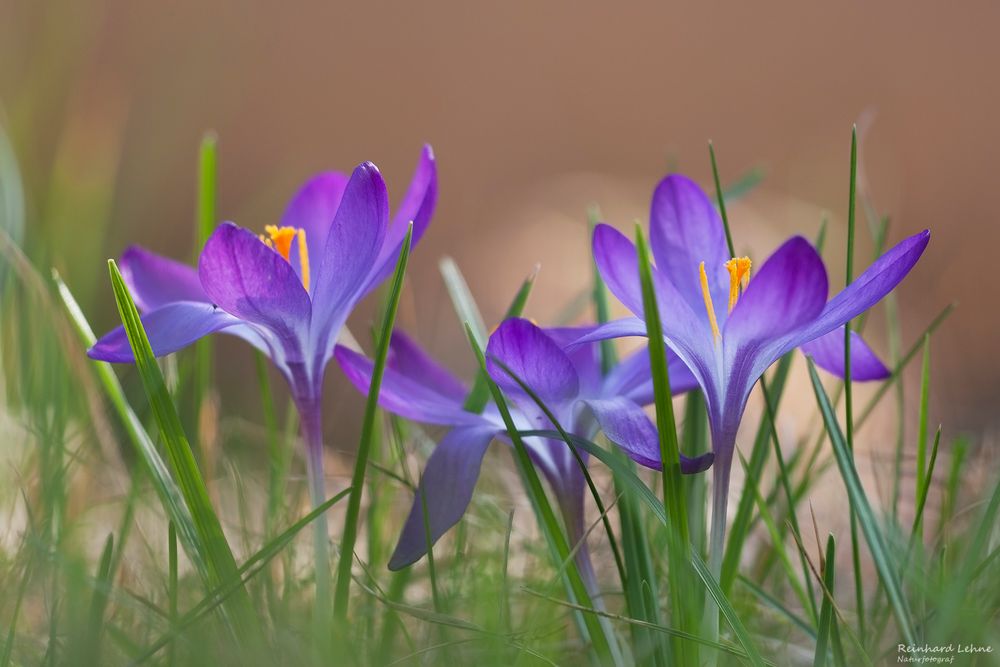 Krokusse im Garten