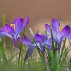 Krokusse im Garten