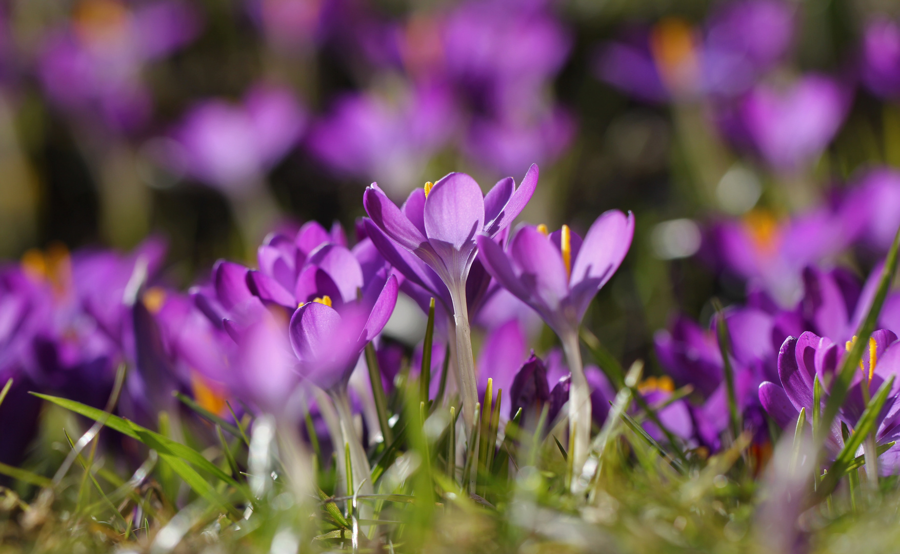 Krokusse im Gegenlicht