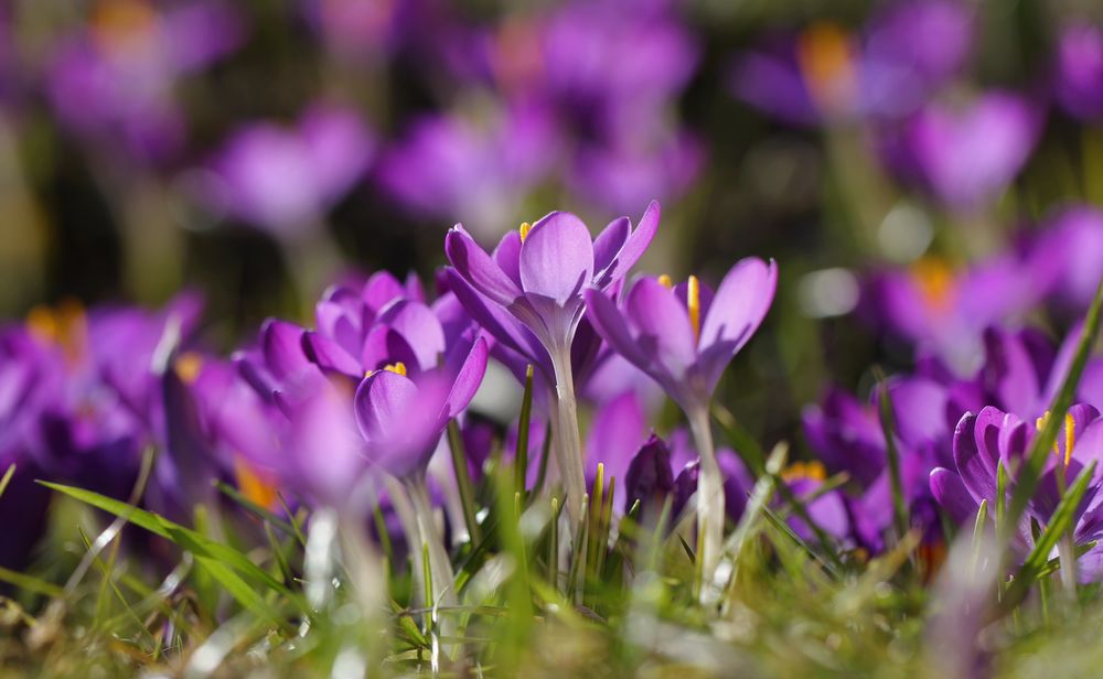 Krokusse im Gegenlicht