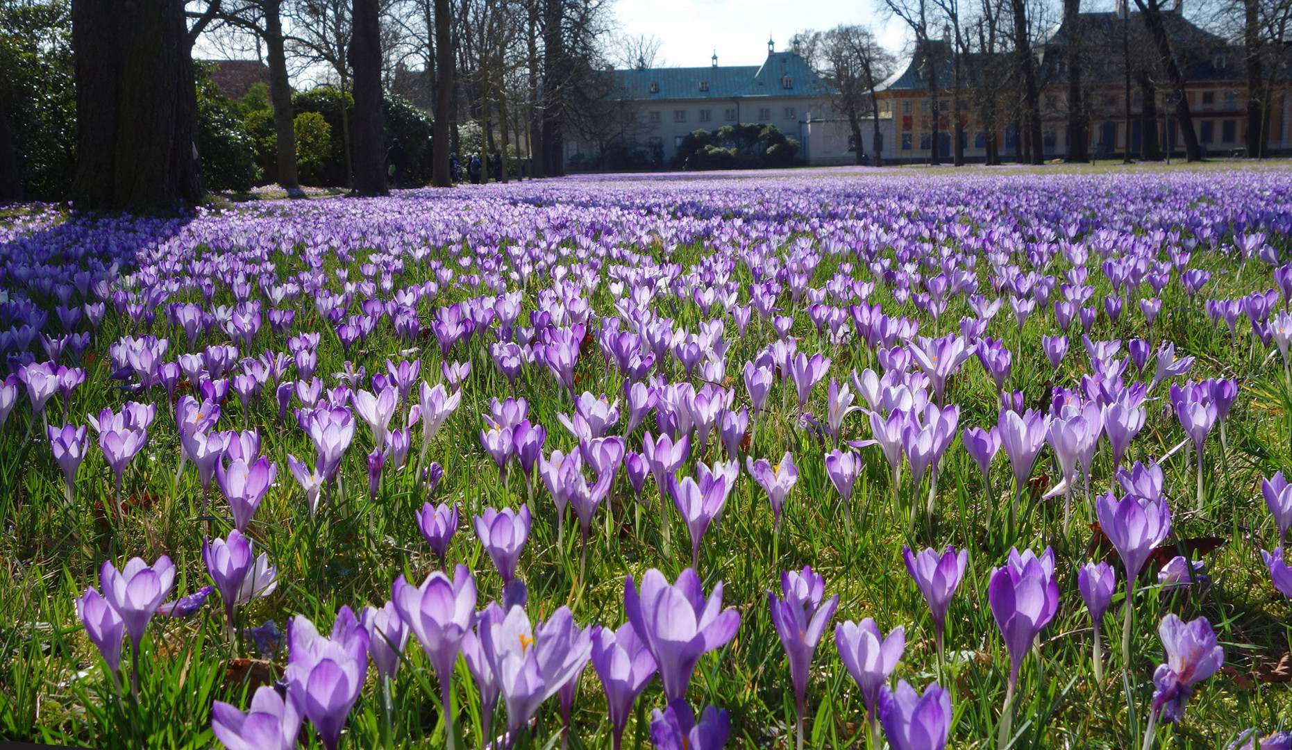 Krokusse im Gegenlicht