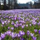 Krokusse im Gegenlicht