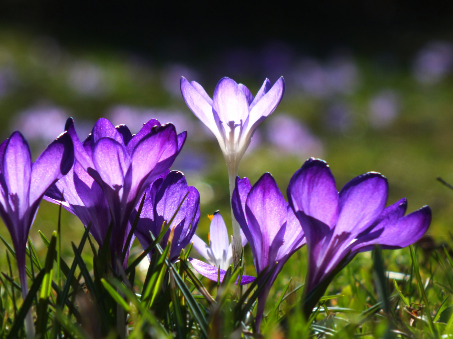 Krokusse im Gegenlicht