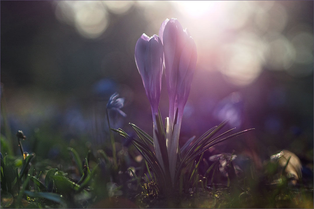 Krokusse im Gegenlicht