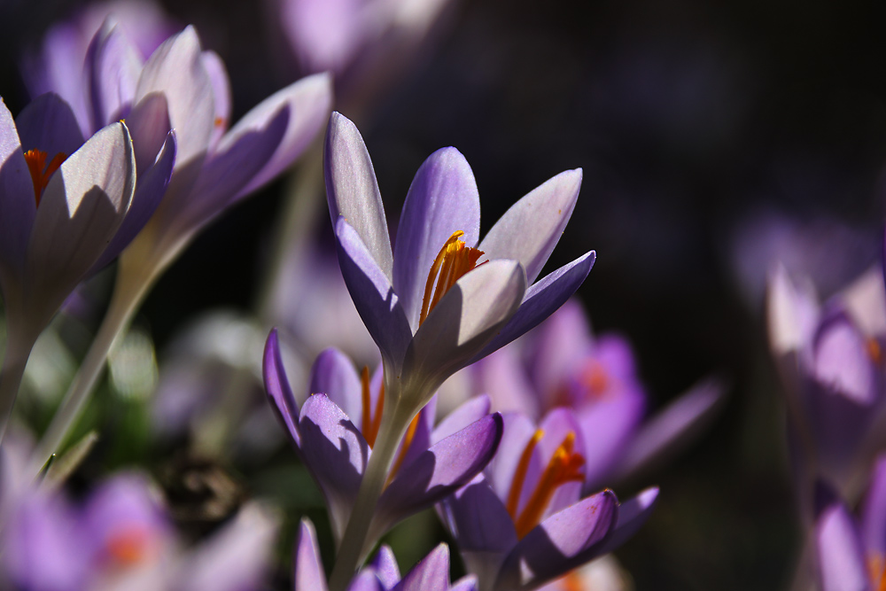 Krokusse im Gegenlicht