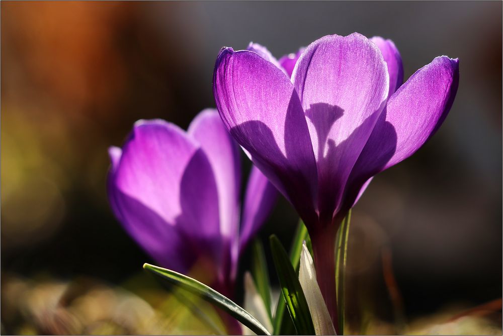 Krokusse im Gegenlicht...