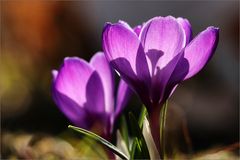 Krokusse im Gegenlicht...