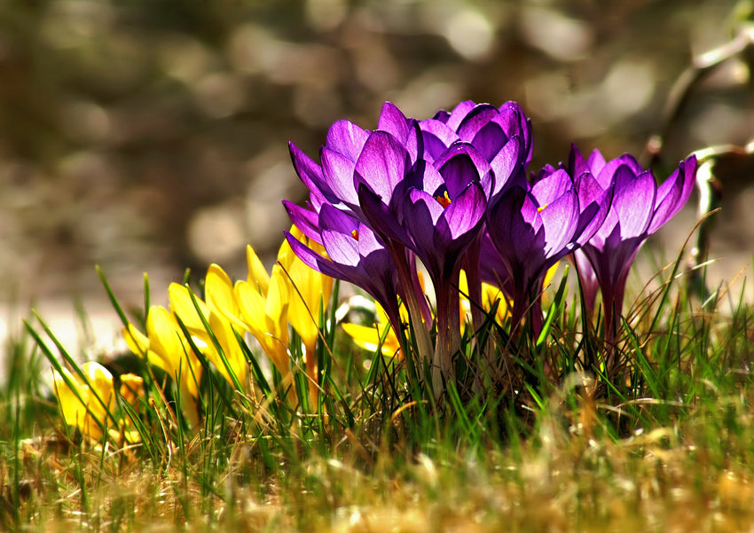 Krokusse im Gegenlicht