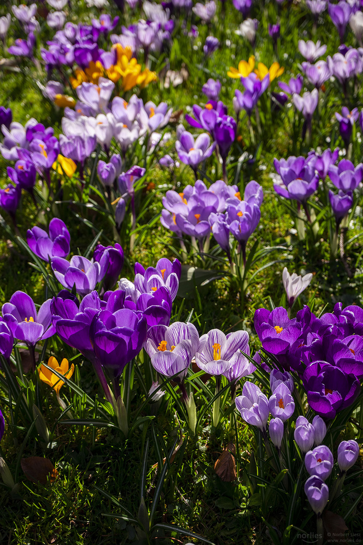 Krokusse im Gegenlicht