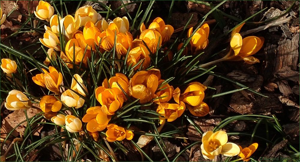 Krokusse im gestrigen Sonnenschein...