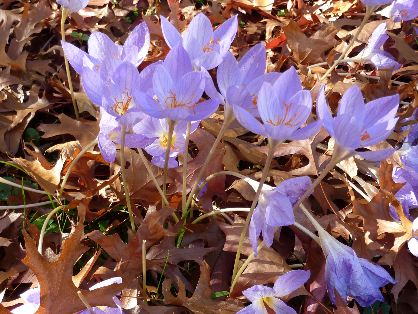 Krokusse im Herbst 22-10-2013