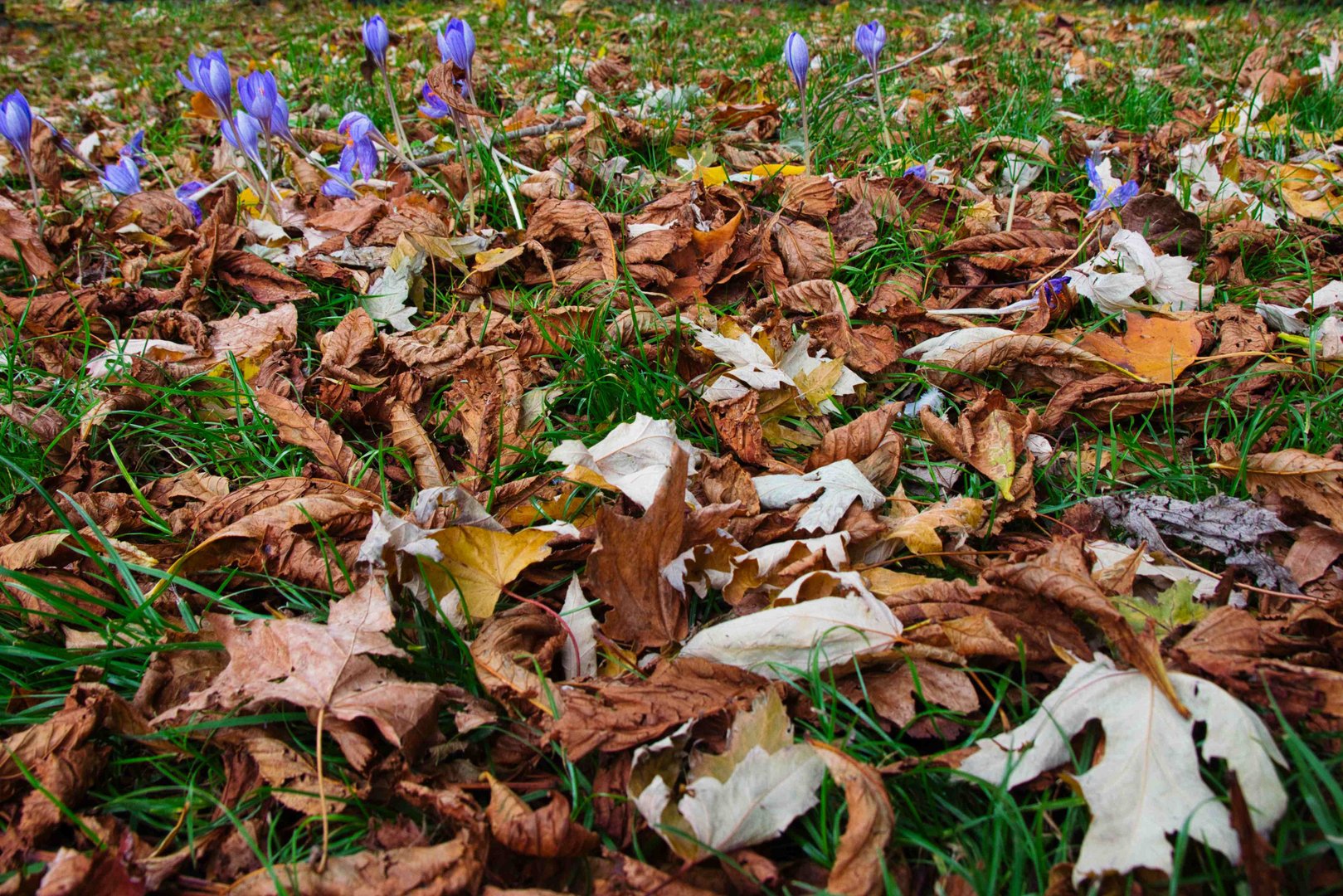 Krokusse im Herbstlaub