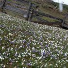 Krokusse im hinteren Ahrntal 