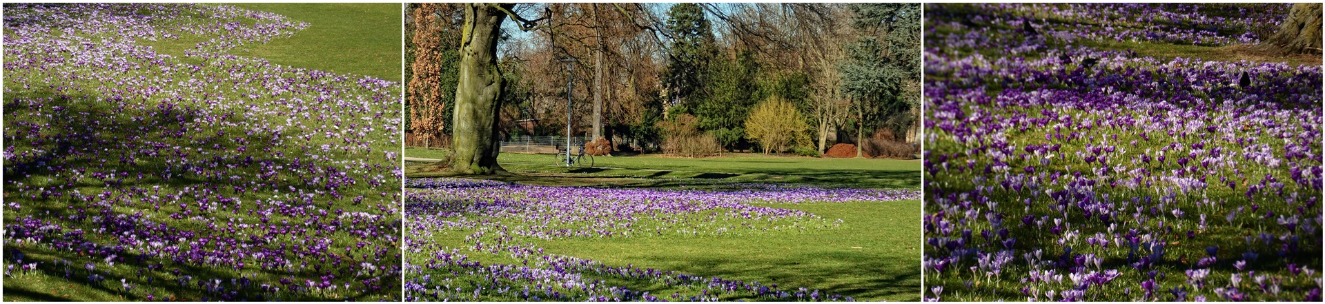 Krokusse im Hofgarten Düsseldorf