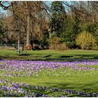 Krokusse im Hofgarten Düsseldorf