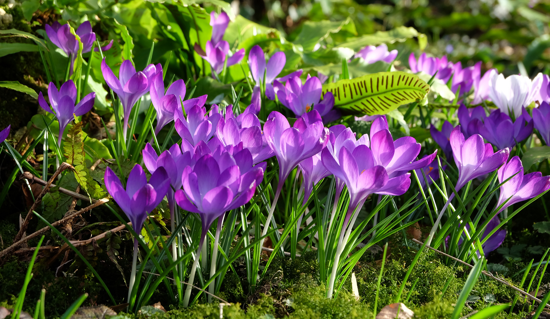 Krokusse im japanischen Garten