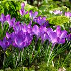 Krokusse im japanischen Garten