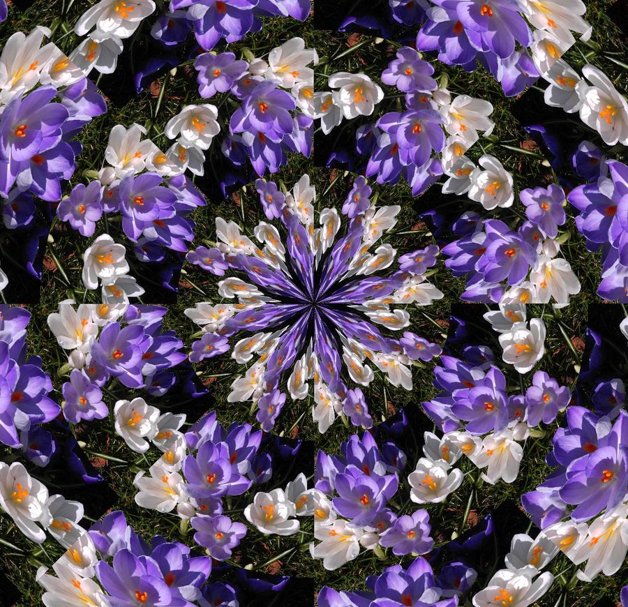 krokusse im kaleidoskop