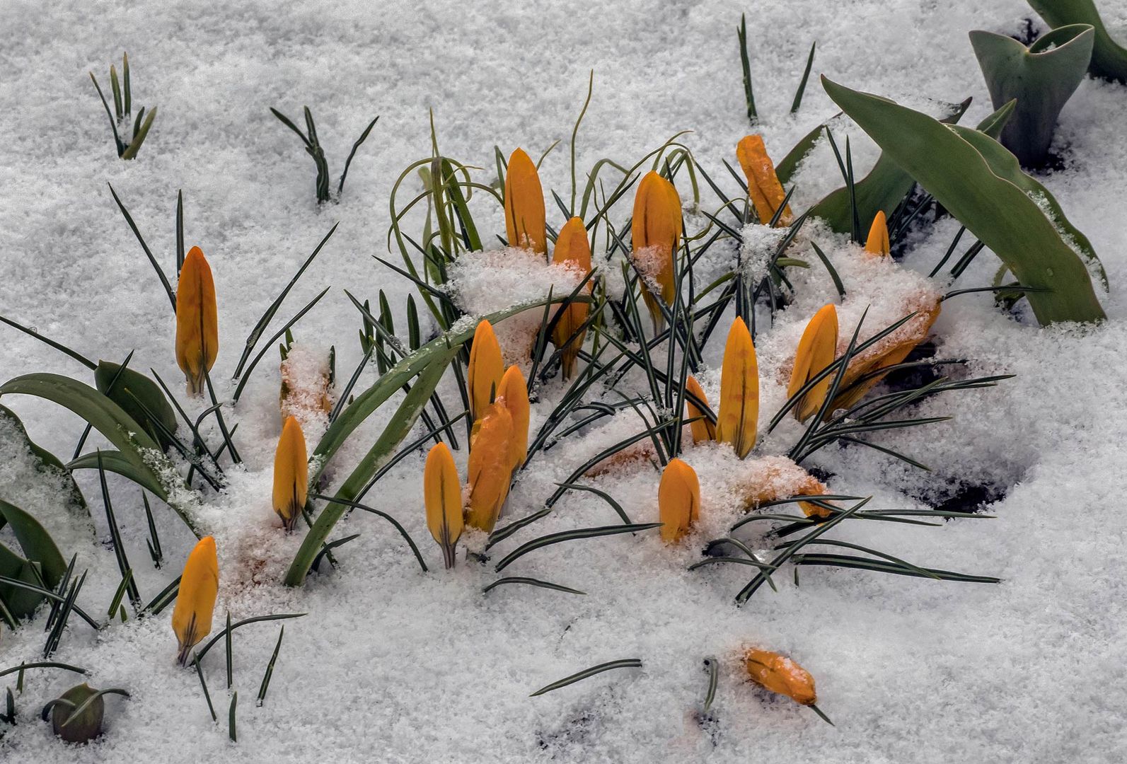 Krokusse im Kampf gegen den Schnee Foto & Bild pflanzen, pilze