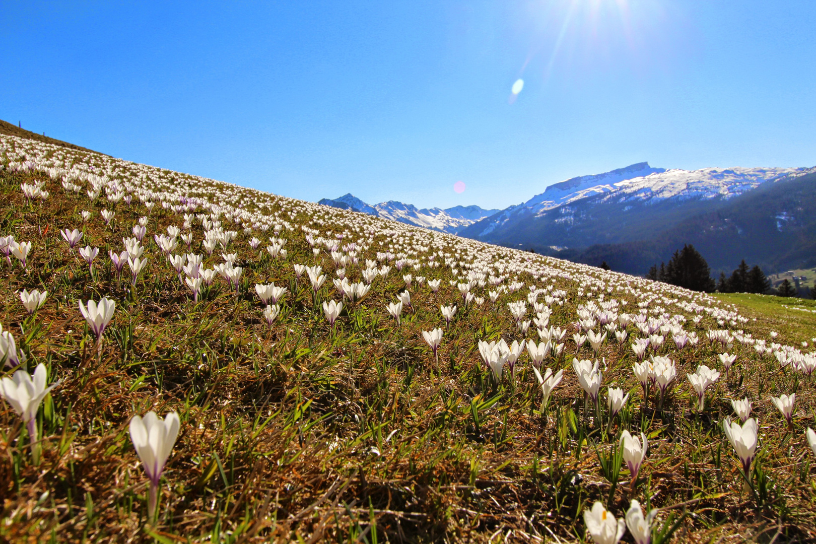 Krokusse im Kleinwalsertal