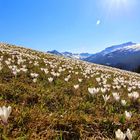 Krokusse im Kleinwalsertal