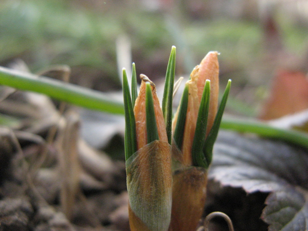 Krokusse im Kommen