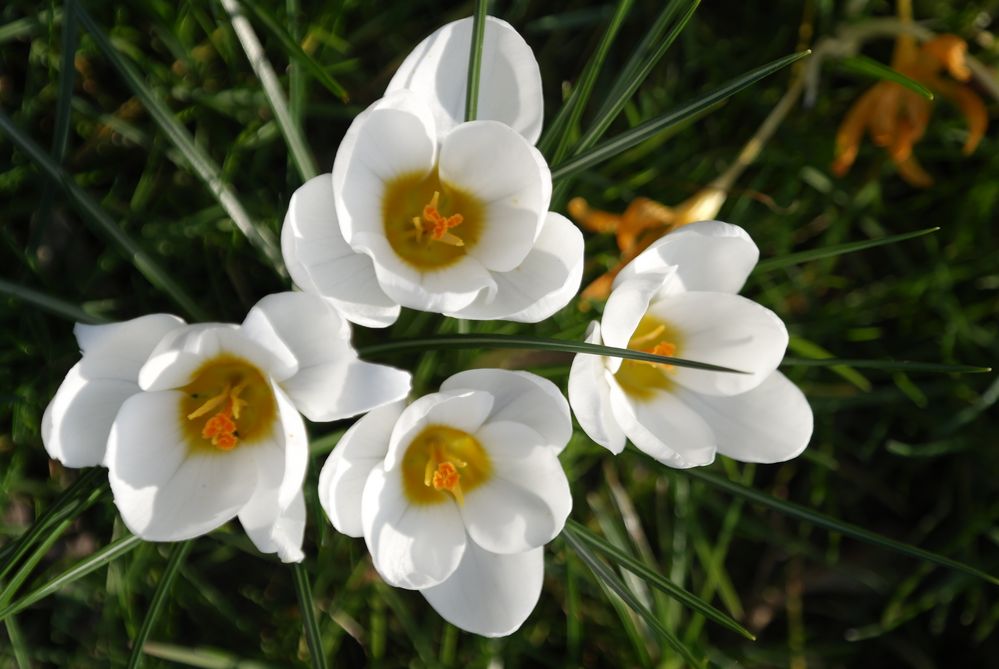 Krokusse im Kurpark von Bad Bellingen