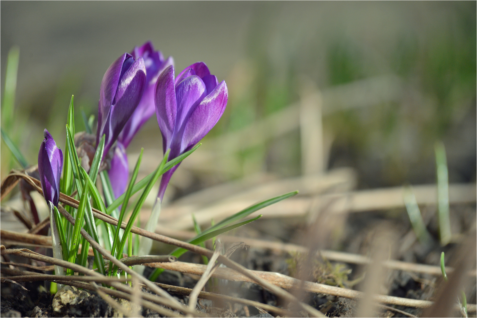 [ Krokusse im letzten Sonnenlicht ]