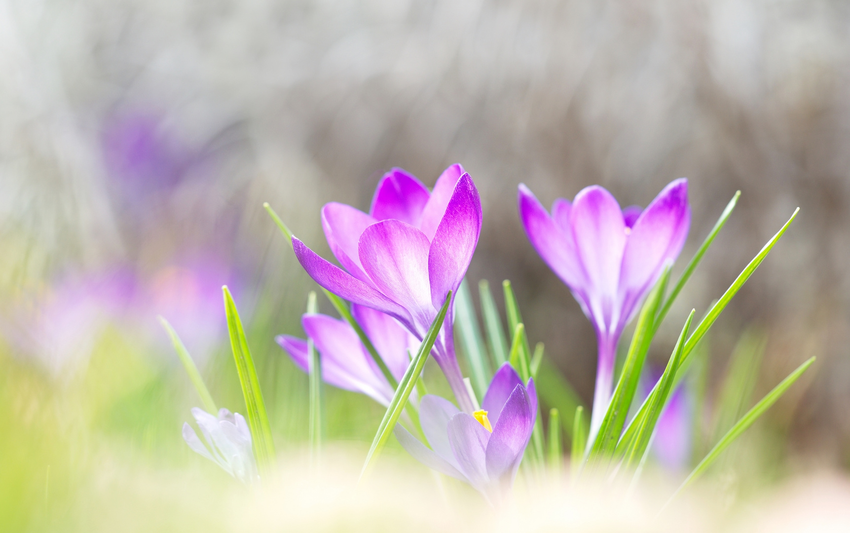 Krokusse im Licht