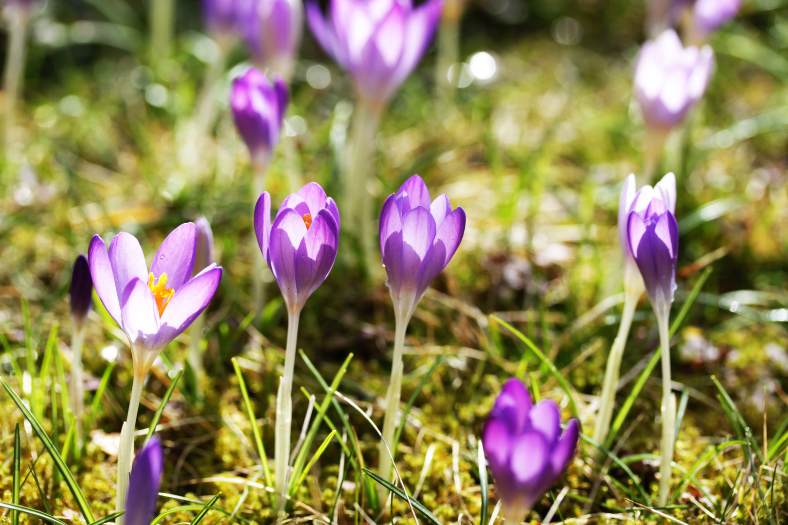 Krokusse im Licht