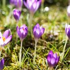 Krokusse im Licht