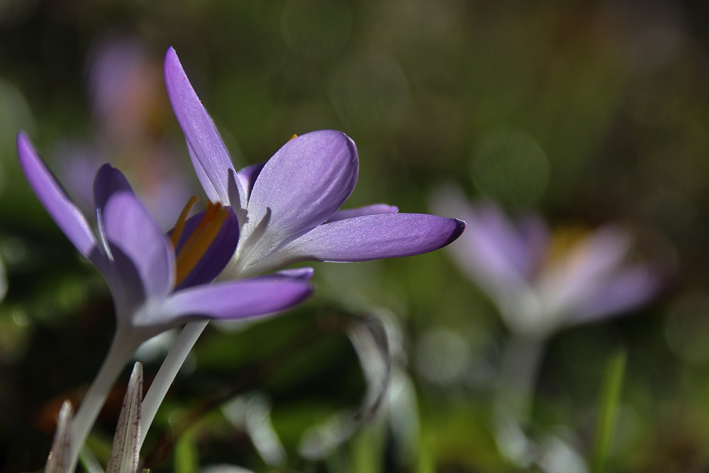 Krokusse im Licht