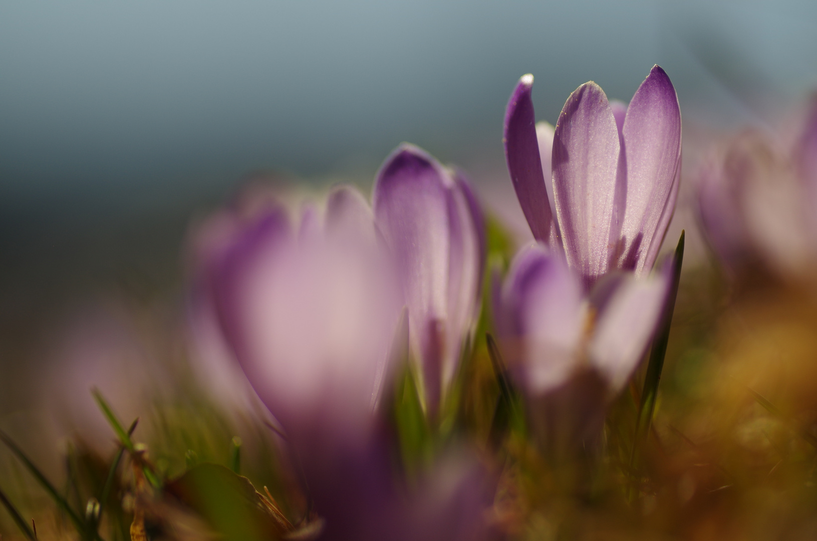 Krokusse im Licht