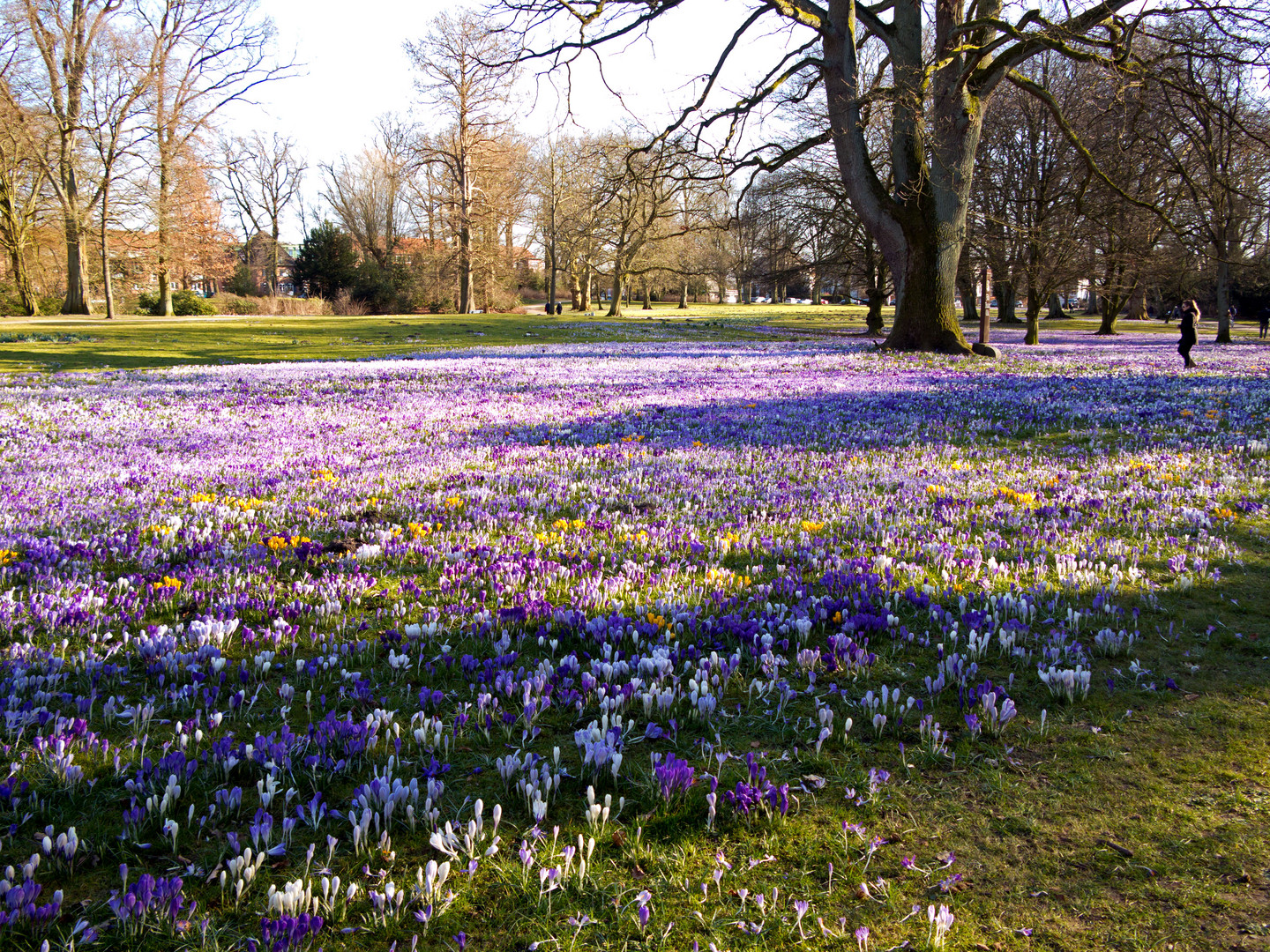 Krokusse im Lübecker Stadtpark