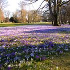 Krokusse im Lübecker Stadtpark