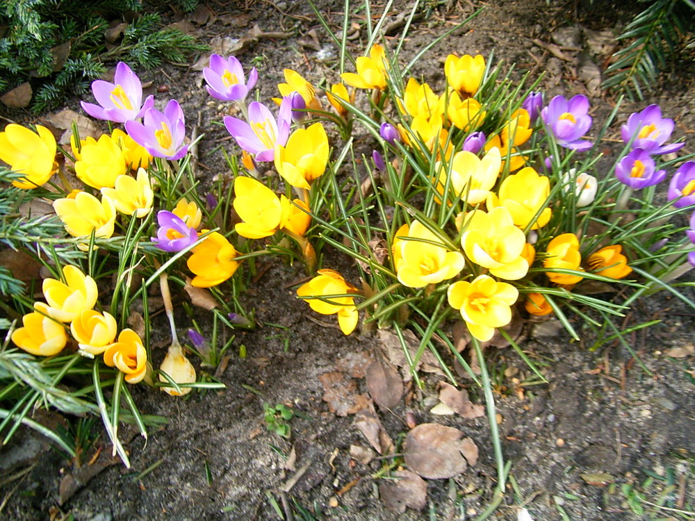 Krokusse im März