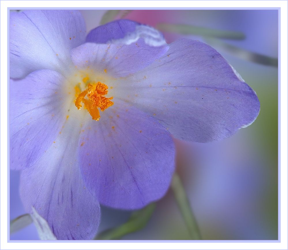 Krokusse  im März 