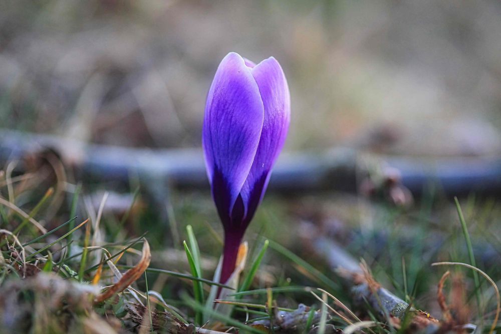 Krokusse im März