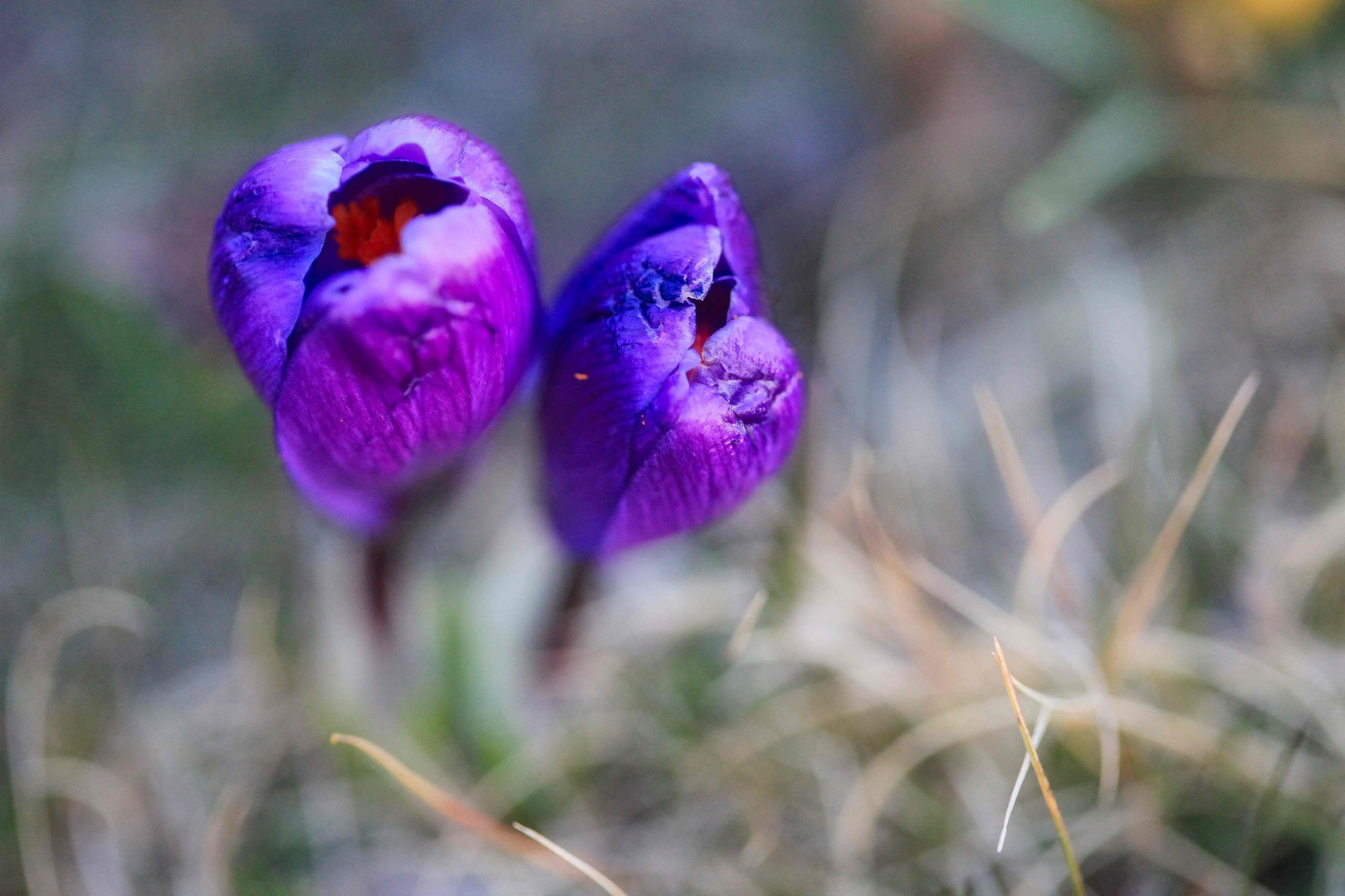 Krokusse im März