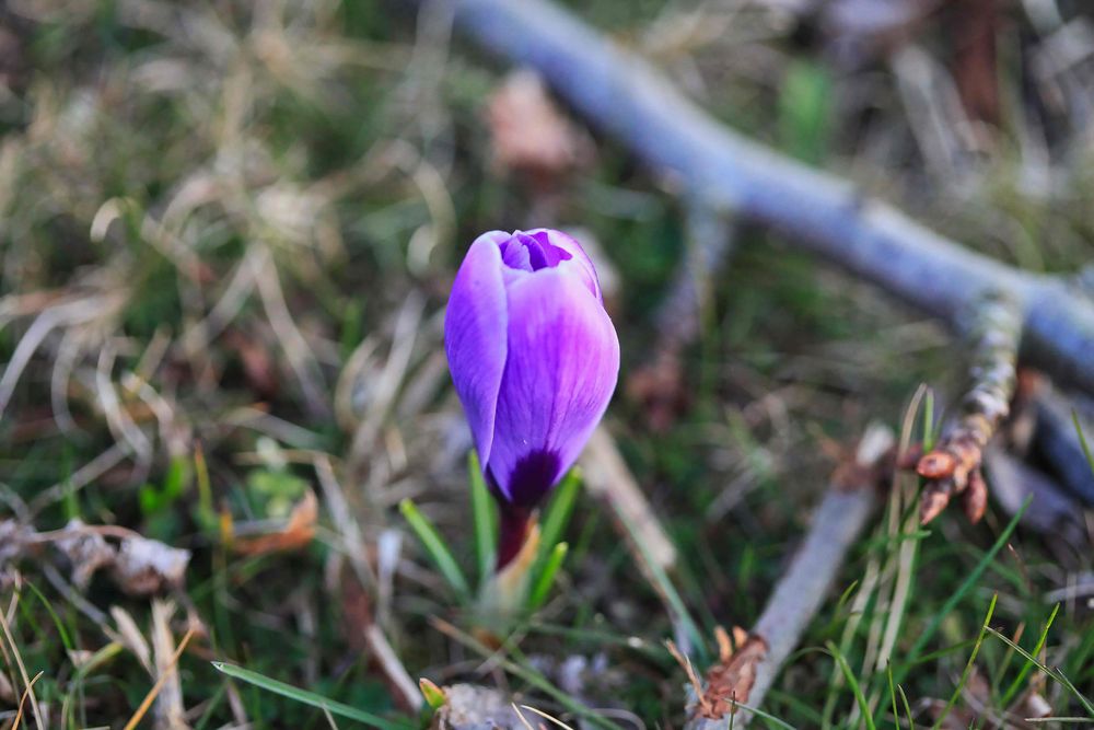 Krokusse im März