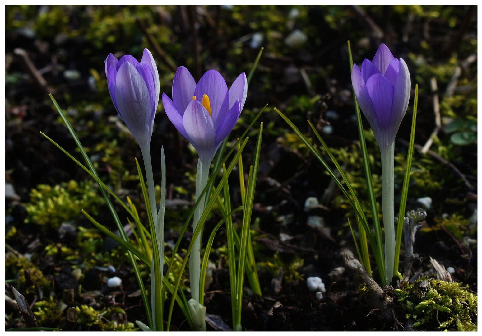 Krokusse im Morgenlicht.