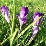 Krokusse im Morgentau / Frost