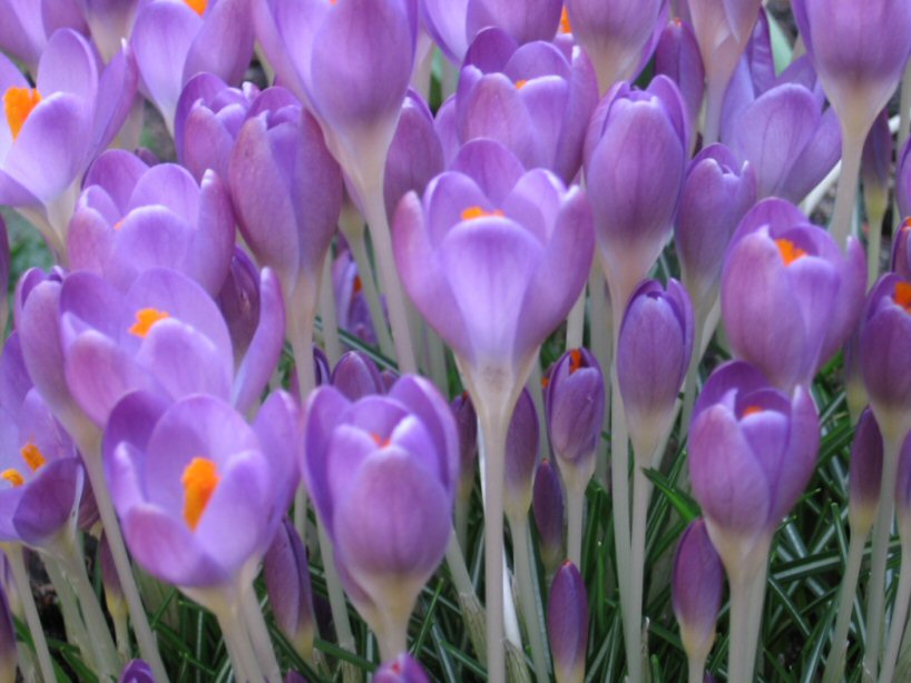 Krokusse im Palmengarten