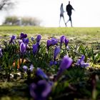 Krokusse im Park